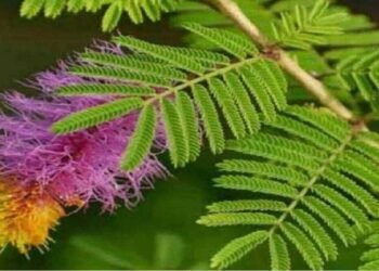 घर में सौभाग्य के लिए लगाये शमी का पेड़