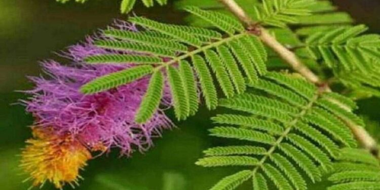 घर में सौभाग्य के लिए लगाये शमी का पेड़