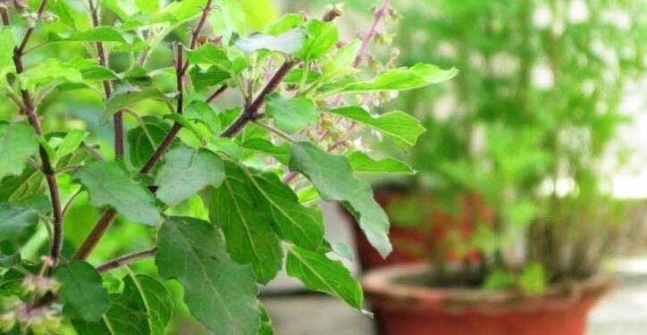 इन 2 घरों में बिलकुल न लगाएं तुलसी का पौधा, वरना नाराज हो जाएंगी मां लक्ष्मी, झेलना पड़ सकता है नुकसान