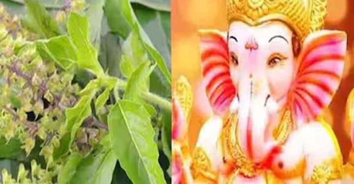 गणेश जी को भूलकर भी तुलसी नहीं करें अर्पित, जानें क्या है इसके पीछे की तुलसी और गणेश जी की कथा