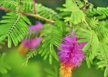 घर की इस दिशा में लगाएं शमी का पौधा, खिंची चली सुख-समृद्धि और खुशहाली