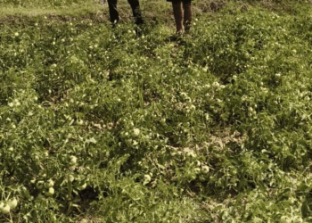 राष्ट्रीय बागवानी मिशन से किसानों को संबल : उन्नत तकनीक से टमाटर खेती में बढ़ा उत्पादन और मुनाफा