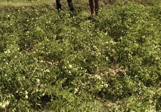 राष्ट्रीय बागवानी मिशन से किसानों को संबल : उन्नत तकनीक से टमाटर खेती में बढ़ा उत्पादन और मुनाफा