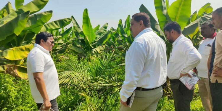 खाद्य तेल में आत्मनिर्भरता की ओर छत्तीसगढ़