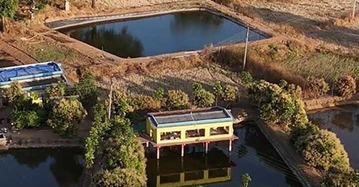 अपनी मेहनत और नवाचार से खेती को नई पहचान दे रहा – युवा किसान अंकित