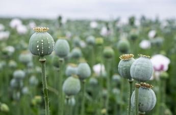 अफीम की खेती पर सख्त हुए मुख्यमंत्री श्री विष्णु देव साय