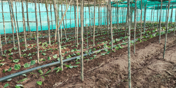 पान की विलुप्त होती खेती को नया जीवन, छुईखदान में पान अनुसंधान केन्द्र की स्थापना