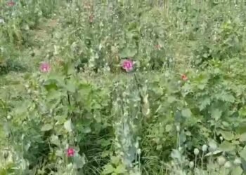 छत्तीसगढ़ के रायगढ़ में अफ़ीम की अवैध खेती पर बड़ा खुलासा