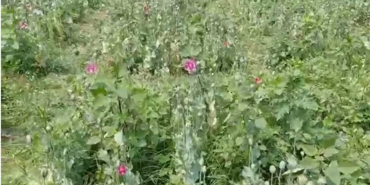 छत्तीसगढ़ के रायगढ़ में अफ़ीम की अवैध खेती पर बड़ा खुलासा