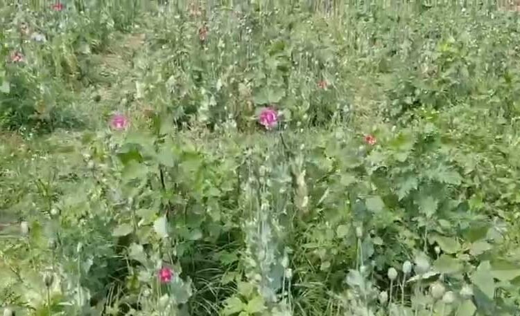 छत्तीसगढ़ के रायगढ़ में अफ़ीम की अवैध खेती पर बड़ा खुलासा