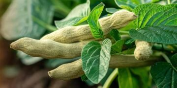 आखिर क्यों नहीं खानी चाहिए अश्वगंधा की पत्तियां, सरकार ने क्यों लगाया बैन? एक्सपर्ट से जानें सबकुछ