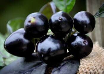 गर्मियों में मिलने वाला यह काला फल है डायबिटीज का काल! बस जान लें खाने का सही तरीका