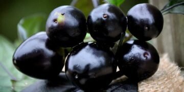 गर्मियों में मिलने वाला यह काला फल है डायबिटीज का काल! बस जान लें खाने का सही तरीका