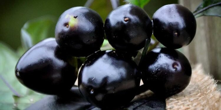 गर्मियों में मिलने वाला यह काला फल है डायबिटीज का काल! बस जान लें खाने का सही तरीका