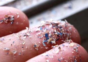 शरीर में घुल रहा जहर! खाने के साथ कंज्यूम कर रहे माइक्रोप्लास्टिक, इन 5 तरीकों से करें बचाव