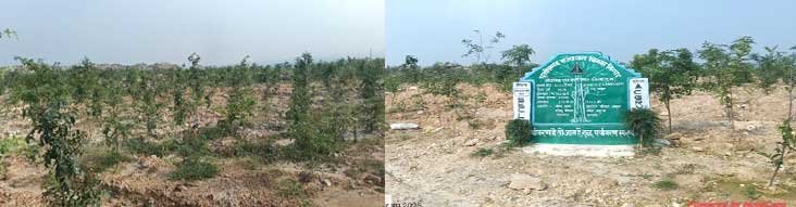 बंजर डंप क्षेत्र से हरा-भरा जंगल बनने की ओर गेवरा की अनूठी पहल