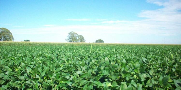 यूरिया का प्रभावी विकल्प बन रही हरी खाद, छत्तीसगढ़ में 600 हेक्टेयर में प्रदर्शन