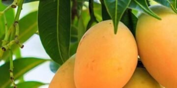 आम खाने से पहले यहां जान लीजिए, आपको खाना चाहिए या नहीं, किसे है ख़तरा?