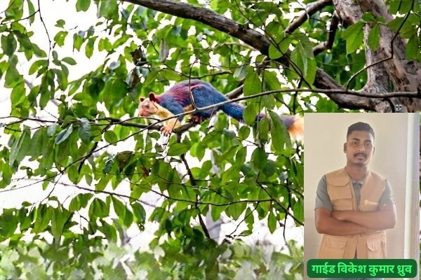 बारनवापारा अभ्यारण मे दुर्लभ वृक्षवासी गिलहरी की पहचान गाइड विकेश कुमार ध्रुव के सौजन्य से प्रकृति प्रेमियों में बढ़ाया उत्साह
