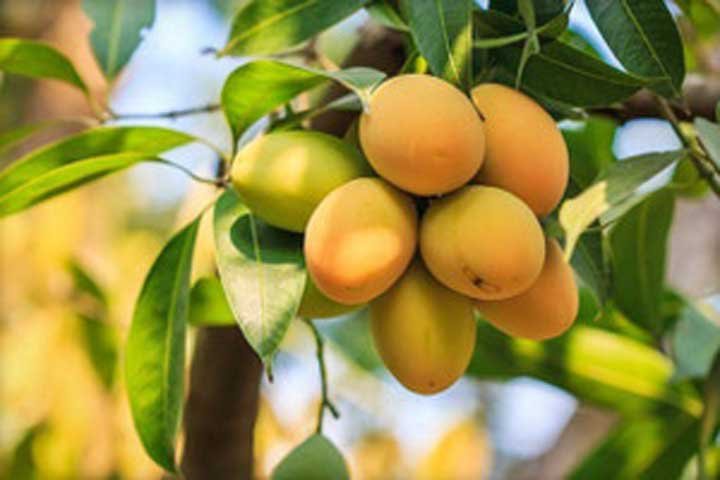 जापान के बाद नेपाल ने भी लगाया भारतीय आमों पर प्रतिबंध, क्या है वजह?