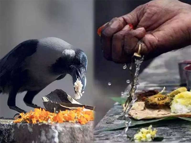 श्राद्ध में कौआ, गाय और कुत्ते को ही क्यों खिलाया जाता है भोजन? जानिए इसकी धार्मिक मान्यता