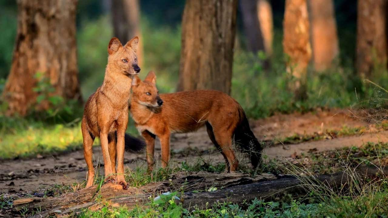  ’उदंती-सीतानदी टाइगर रिजर्व में दिखा दुर्लभ जंगली कुत्तों (ढोल) का झुंड’