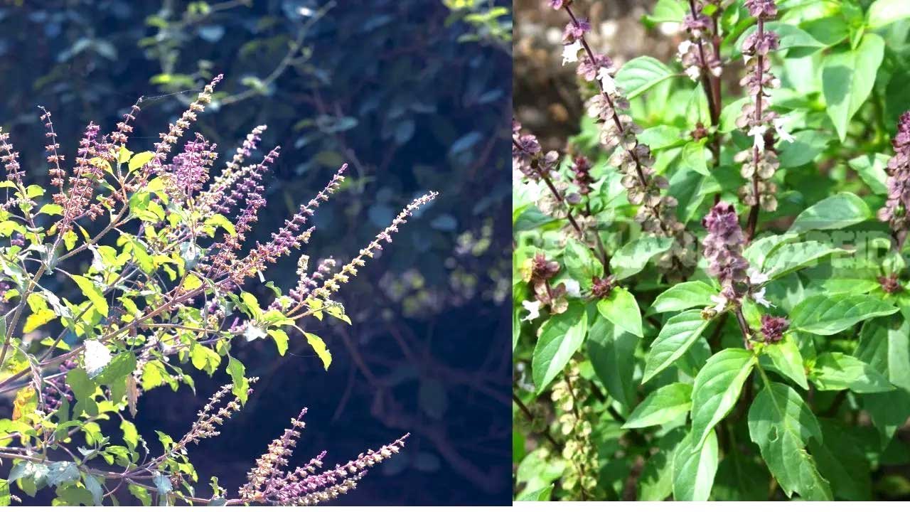 राम तुलसी या श्याम तुलसी? घर के लिए कौन-सी मानी जाती है अधिक शुभ, जानिए धार्मिक मान्यता