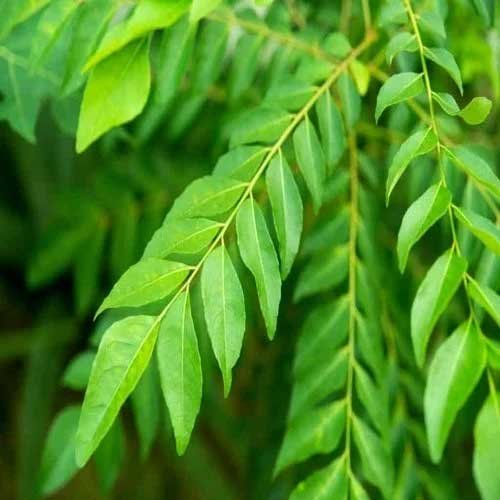 सुबह खाली पेट सिर्फ 10 करी पत्ते चबाने से शरीर में क्या होता है? एक्सपर्ट से जानें