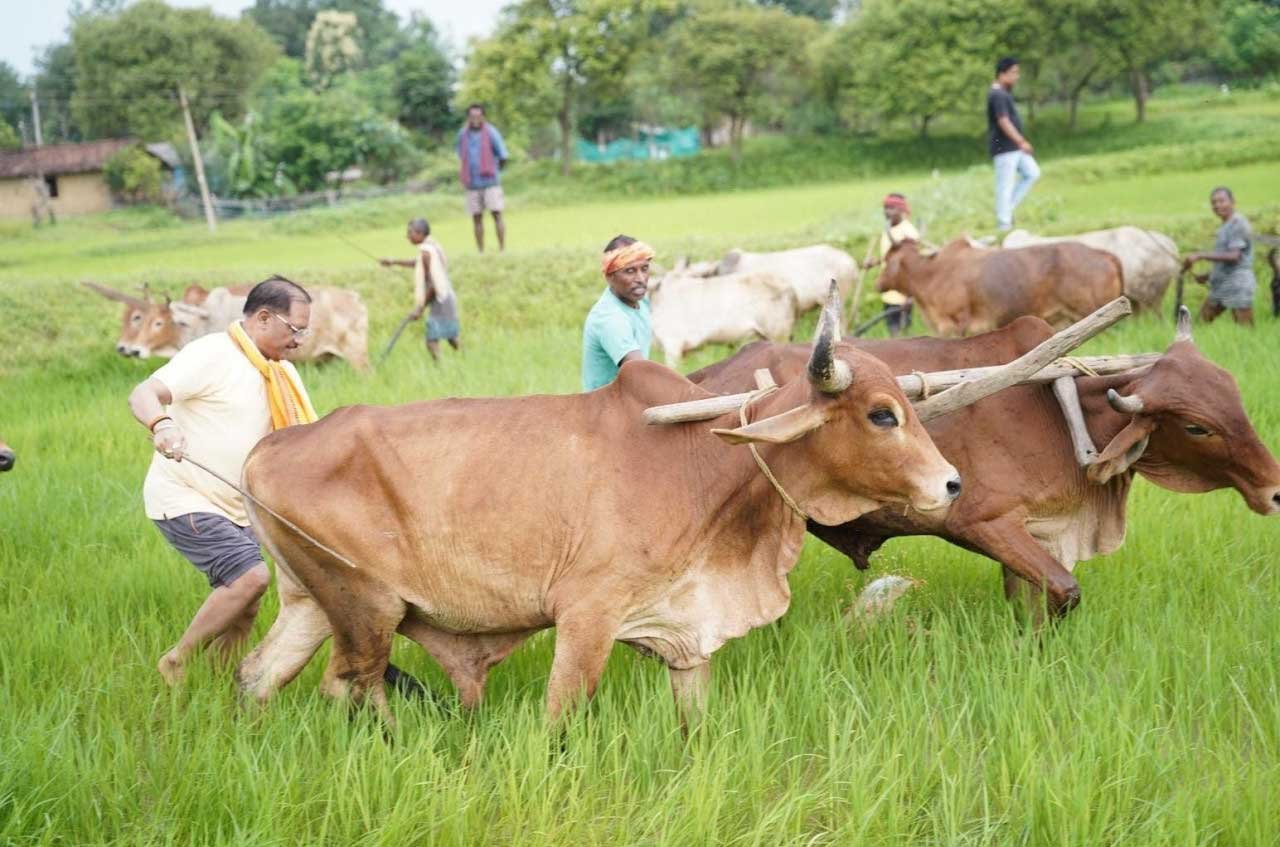अपनी माटी और खेती-किसानी से मुख्यमंत्री श्री विष्णु देव साय का आत्मीय जुड़ाव