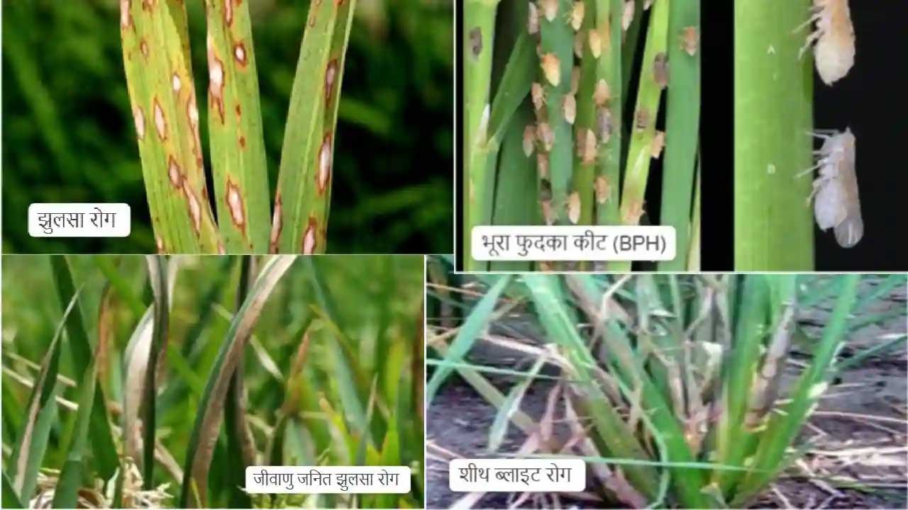 धान की फसल में कीट प्रकोप से बचाव के लिए किसान रहें सतर्क