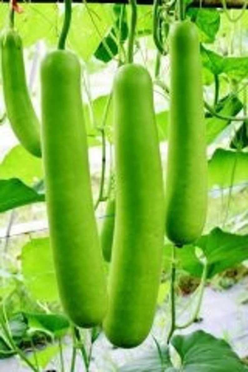 ठंड में बनाएं गरमा-गरम घिया हलवा, स्वाद के साथ मिलेगी एनर्जी